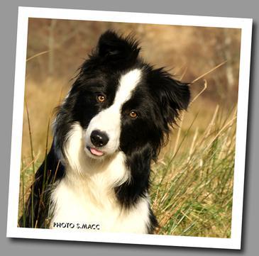 agility border collie puppies for sale
