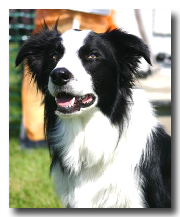 started border collies for sale